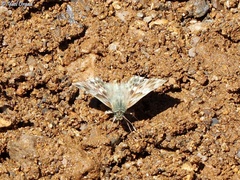 Muschampia orientalis