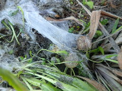 Porrhothele antipodiana