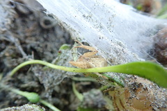 Porrhothele antipodiana