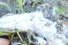 Porrhothele antipodiana