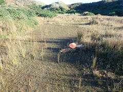 Porrhothele antipodiana