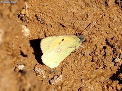 Colias aurorina