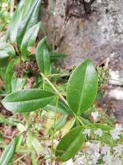 Veronica stricta macroura