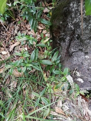 Veronica stricta macroura