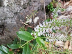 Veronica stricta macroura