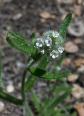 Cryptantha clevelandii