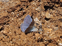 Kretania nichollae