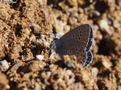 Kretania nichollae