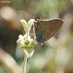 Satyrium abdominalis