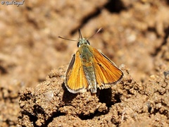 Thymelicus sylvestris