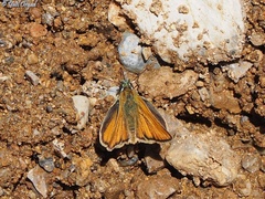 Thymelicus sylvestris