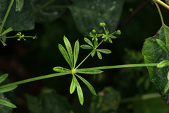 Galium aparine