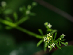 Galium aparine