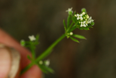 Galium aparine