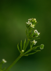 Galium aparine