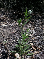 Cryptantha clevelandii