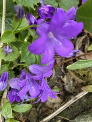 Campanula poscharskyana