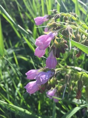 Symphytum officinale