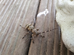 Hexatricha pulverulenta