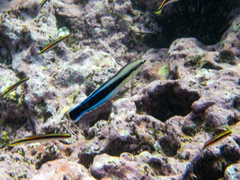 Aspidontus taeniatus