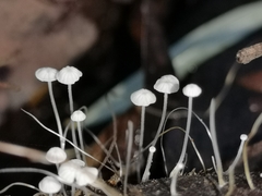 Mycena albidocapillaris