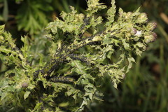 Aphis fabae cirsiiacanthoidis