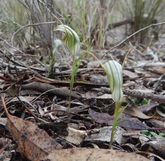 Pterostylis dolichochila
