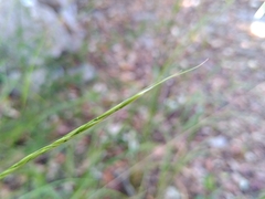 Achnatherum bromoides