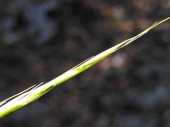 Achnatherum bromoides