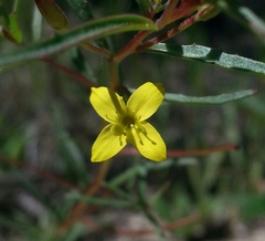 Camissonia strigulosa