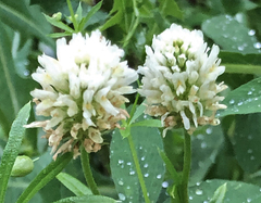 Trifolium alexandrinum