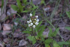 Prunella laciniata