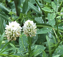 Trifolium alexandrinum