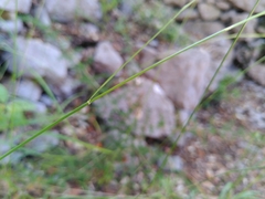 Achnatherum bromoides