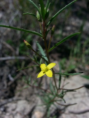 Camissonia strigulosa
