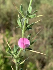 Ononis spinosa leiosperma