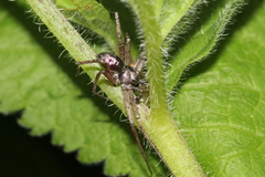 Philodromus aureolus