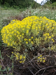 Odontarrhena obtusifolia