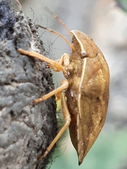 Eurygaster austriaca