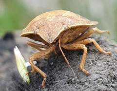 Eurygaster austriaca