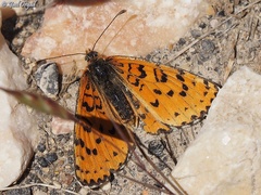 Melitaea acentria
