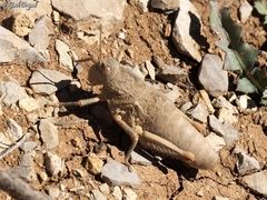 Ocnerosthenus kneuckeri