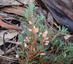Brachyloma ericoides