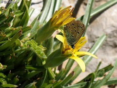 Kretania nichollae