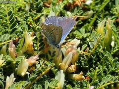Kretania nichollae