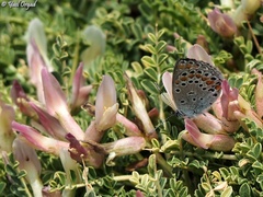 Kretania nichollae
