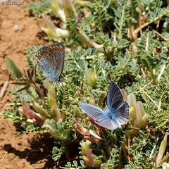 Kretania nichollae