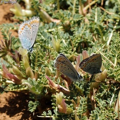 Kretania nichollae