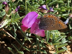 Kretania nichollae