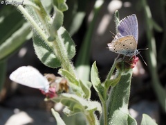 Kretania nichollae